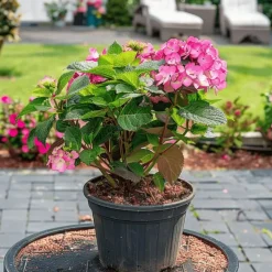 Hortensia - Set van 2 - Hydrangea serrata 'Dare Devil' - Hoogte 19cm