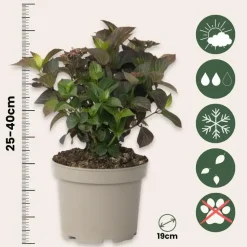 Hortensia - Set van 2 - Hydrangea serrata 'Dare Devil' - Hoogte 19cm