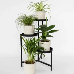 Huisdiervriendelijke planten - Set van 4 - Kamerplanten - Hoogte 25-40cm - ⌀12cm