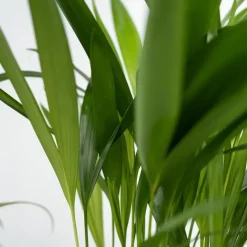 Huisdiervriendelijke planten - Set van 4 - Kamerplanten - Hoogte 25-40cm - ⌀12cm