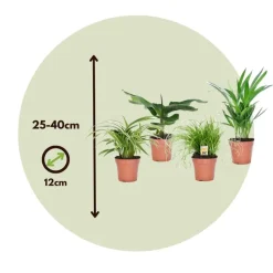 Huisdiervriendelijke planten - Set van 4 - Kamerplanten - Hoogte 25-40cm - ⌀12cm