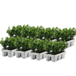 Hulsthaag - Set van 48 - Ilex crenata 'Jenny' - Hoogte 10-20cm - ⌀9cm