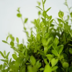 Hulsthaag - Set van 48 - Ilex crenata 'Jenny' - Hoogte 10-20cm - ⌀9cm