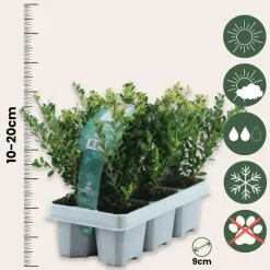 Hulsthaag - Set van 48 - Ilex crenata 'Jenny' - Hoogte 10-20cm - ⌀9cm