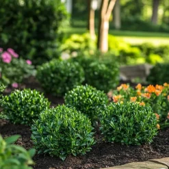 Hulsthaag - Set van 48 - Ilex crenata 'Jenny' - Hoogte 10-20cm - ⌀9cm