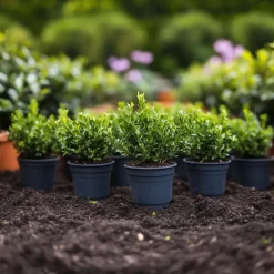 Hulsthaag - Set van 48 - Ilex crenata 'Jenny' - Hoogte 10-20cm - ⌀9cm