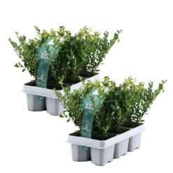 Hulsthaag - Set van 12 - Ilex crenata 'Jenny' - Hoogte 10-20cm - ⌀9cm