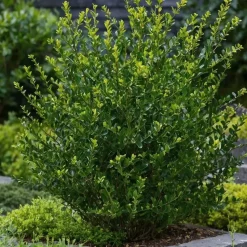 Hulsthaag - Set van 12 - Ilex crenata 'Jenny' - Hoogte 10-20cm - ⌀9cm