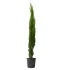 Italiaanse Cipres - Cupressus sempervirens - Hoogte 70-80cm - ⌀19cm