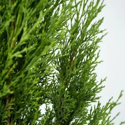 Italiaanse Cipres - Cupressus sempervirens - Hoogte 70-80cm - ⌀19cm