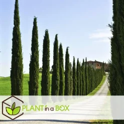 Italiaanse Cipres - Cupressus sempervirens - Hoogte 70-80cm - ⌀19cm