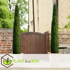 Italiaanse Cipres - Cupressus sempervirens - Hoogte 70-80cm - ⌀19cm