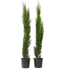 Italiaanse cipres - Set van 2 - Cupressus sempervirens - Hoogte 70-80cm - ⌀19cm