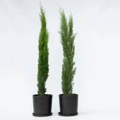 Italiaanse cipres - Set van 2 - Cupressus sempervirens - Hoogte 70-80cm - ⌀19cm