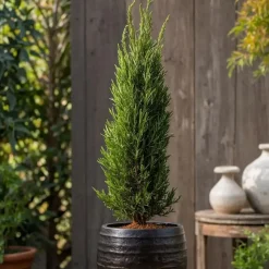 Italiaanse cipres - Set van 2 - Cupressus sempervirens - Hoogte 70-80cm - ⌀19cm