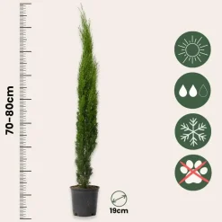 Italiaanse cipres - Set van 2 - Cupressus sempervirens - Hoogte 70-80cm - ⌀19cm