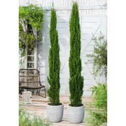 Italiaanse cipres - Set van 2 - Cupressus sempervirens - Hoogte 70-80cm - ⌀19cm
