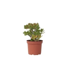 Jadeplant - Crassula ovata 'Minor' - Hoogte 45-50cm - ⌀23cm