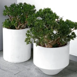 Jadeplant - Crassula ovata 'Minor' - Hoogte 45-50cm - ⌀23cm