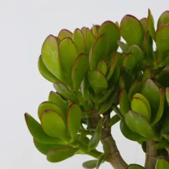 Jadeplant - Crassula ovata 'Minor' - Hoogte 45-50cm - ⌀23cm