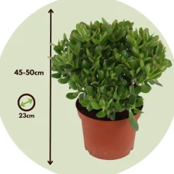 Jadeplant - Crassula ovata 'Minor' - Hoogte 45-50cm - ⌀23cm