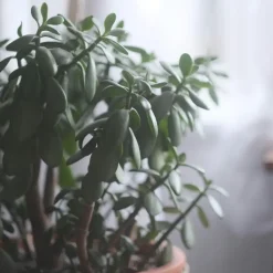 Jadeplant - Crassula ovata 'Minor' - Hoogte 45-50cm - ⌀23cm