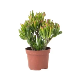 Jadeplant - Crassula ovata 'Hobbit' - Hoogte 10-20cm - ⌀12cm