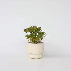 Jadeplant - Crassula ovata 'Hobbit' - Hoogte 45-50cm - ⌀23cm