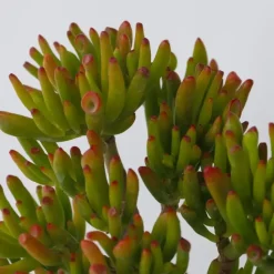 Jadeplant - Crassula ovata 'Hobbit' - Hoogte 45-50cm - ⌀23cm