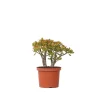 Jadeplant - Crassula ovata 'Sunset' - Hoogte 30-35cm - ⌀17cm