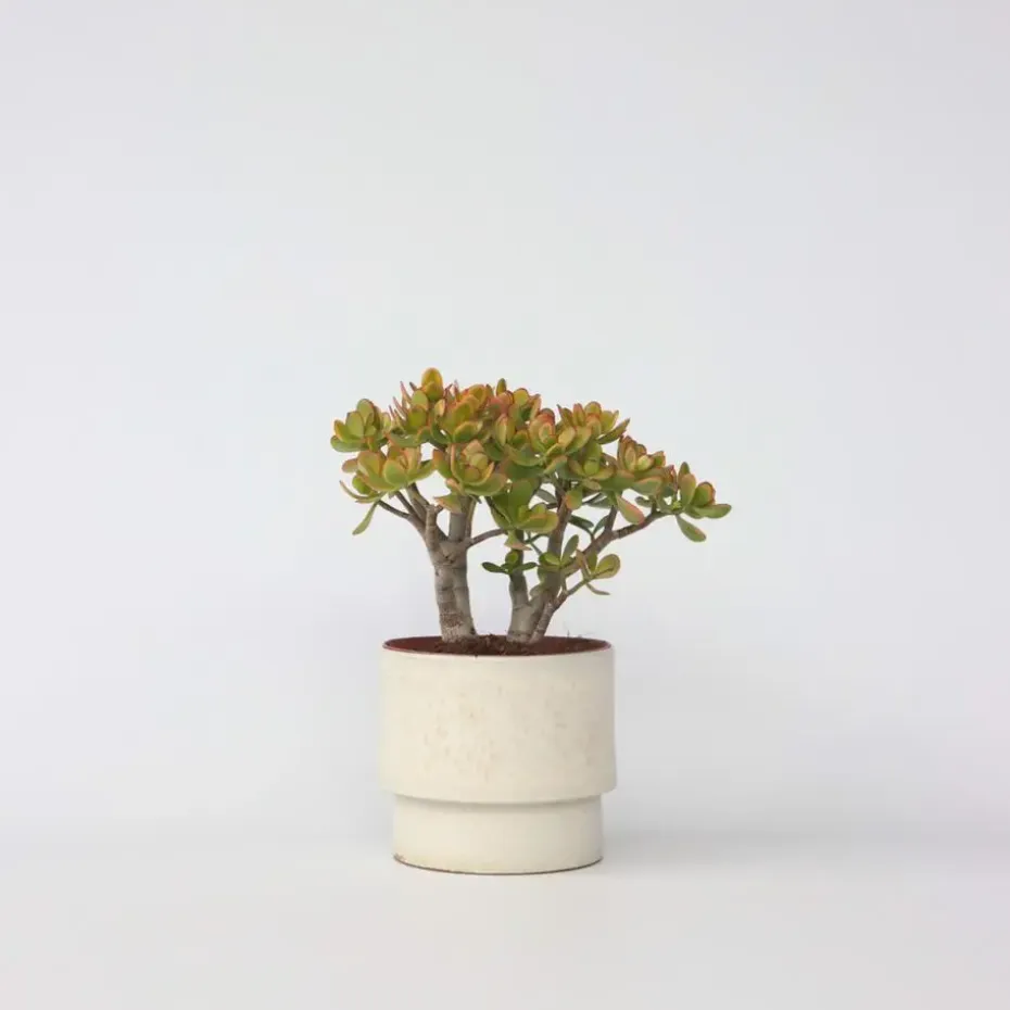 Jadeplant - Crassula ovata 'Sunset' - Hoogte 30-35cm - ⌀17cm