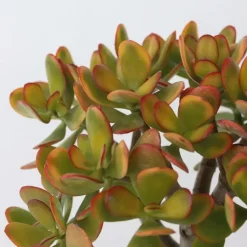Jadeplant - Crassula ovata 'Sunset' - Hoogte 30-35cm - ⌀17cm