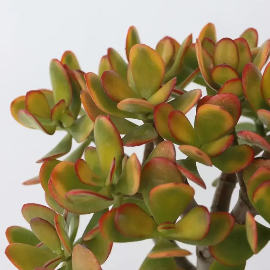 Jadeplant - Crassula ovata 'Sunset' - Hoogte 30-35cm - ⌀17cm