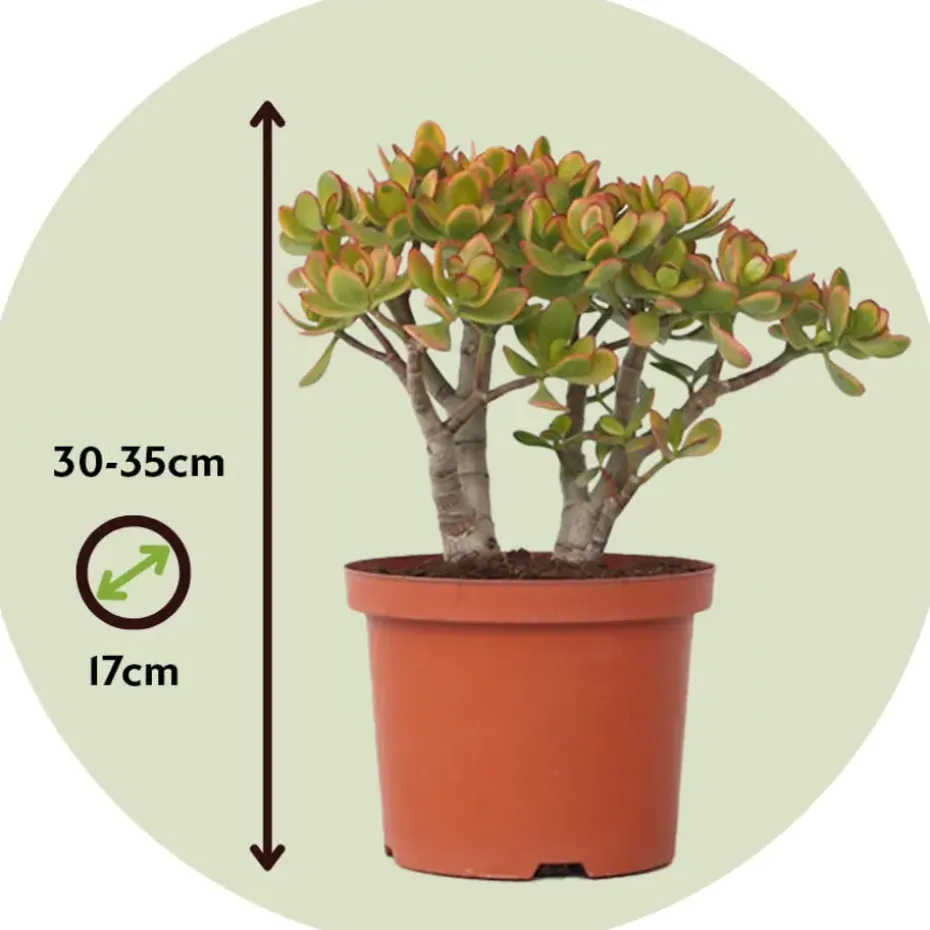 Jadeplant - Crassula ovata 'Sunset' - Hoogte 30-35cm - ⌀17cm