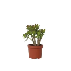 Jadeplant - Crassula ovata 'Minor' - Hoogte 30-35cm - ⌀17cm