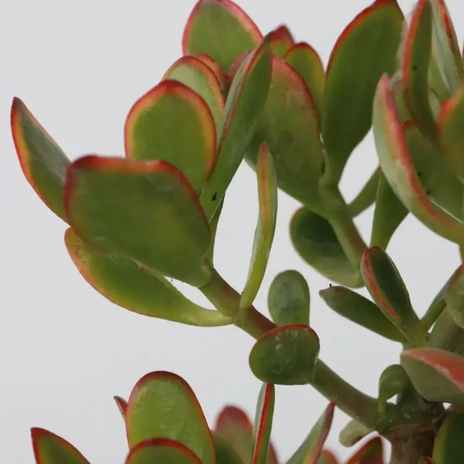 Jadeplant - Crassula ovata 'Sunset' - Hoogte 55-60cm - ⌀30cm