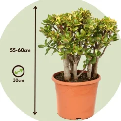 Jadeplant - Crassula ovata 'Sunset' - Hoogte 55-60cm - ⌀30cm