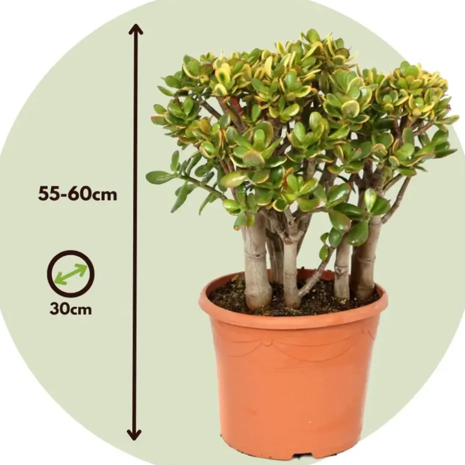 Jadeplant - Crassula ovata 'Sunset' - Hoogte 55-60cm - ⌀30cm