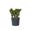 Jadeplant - Crassula ovata 'Hobbit' - Hoogte 55-60cm - ⌀30cm