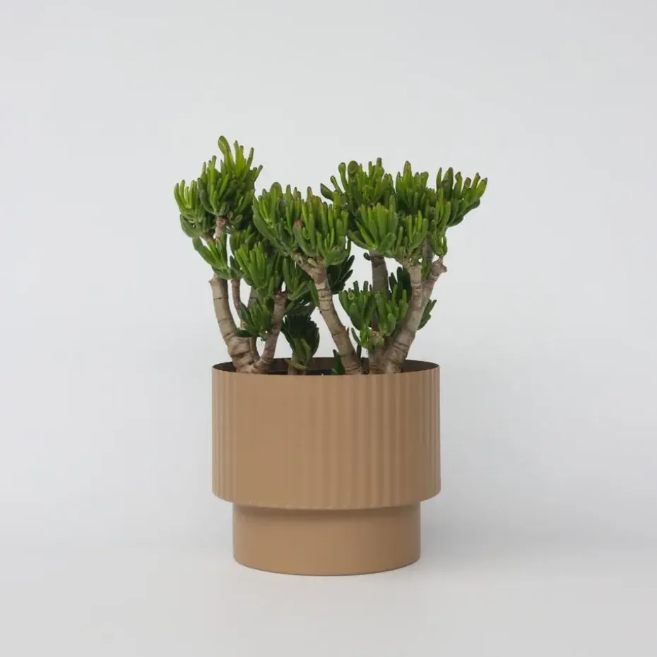 Jadeplant - Crassula ovata 'Hobbit' - Hoogte 55-60cm - ⌀30cm