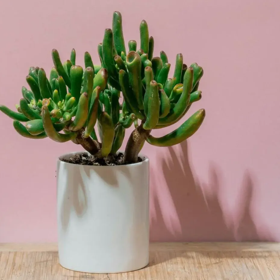 Jadeplant - Crassula ovata 'Hobbit' - Hoogte 55-60cm - ⌀30cm