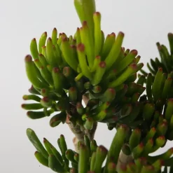 Jadeplant - Crassula ovata 'Hobbit' - Hoogte 55-60cm - ⌀30cm