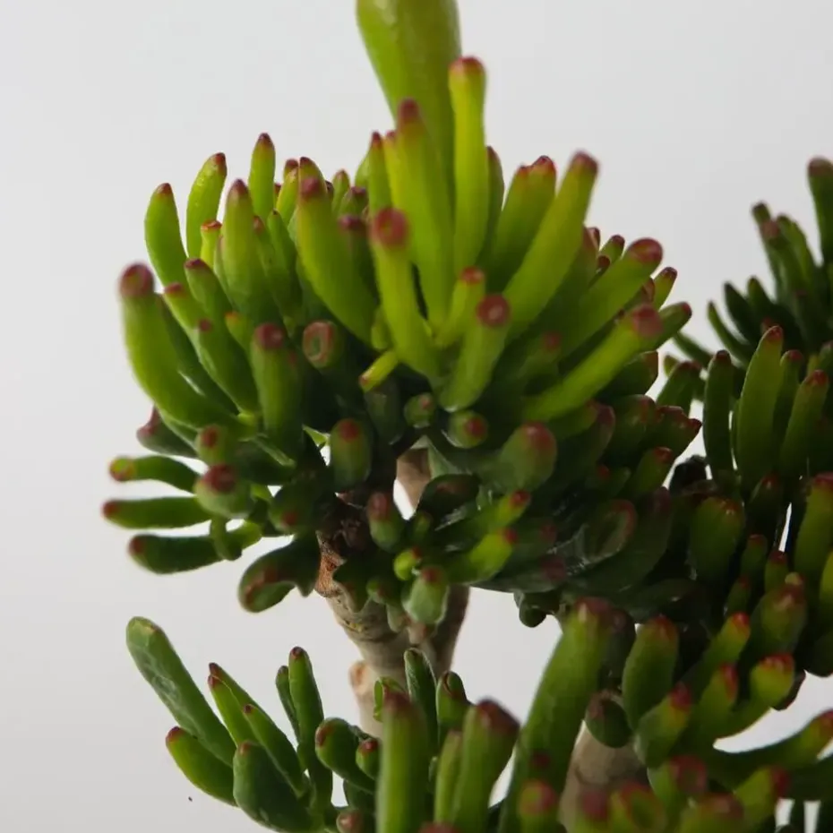 Jadeplant - Crassula ovata 'Hobbit' - Hoogte 55-60cm - ⌀30cm