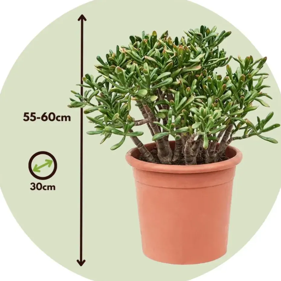 Jadeplant - Crassula ovata 'Hobbit' - Hoogte 55-60cm - ⌀30cm