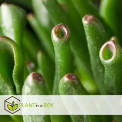 Jadeplant - Crassula ovata 'Hobbit' - Hoogte 55-60cm - ⌀30cm