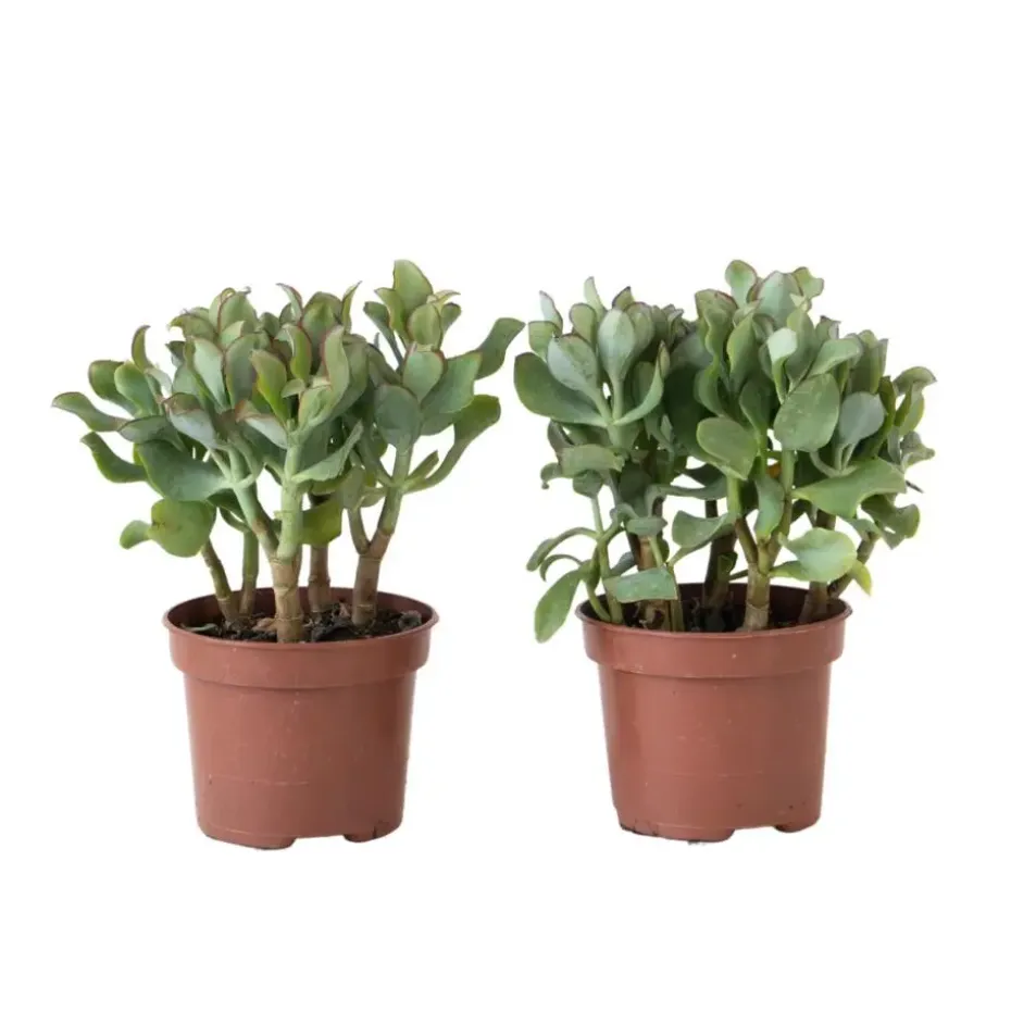 Jadeplant - Set van 2 - Crassula arborescens 'Curly' - Pot 12 cm