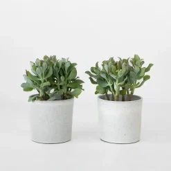Jadeplant - Set van 2 - Crassula arborescens 'Curly' - Pot 12 cm