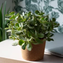 Jadeplant - Set van 2 - Crassula arborescens 'Curly' - Pot 12 cm