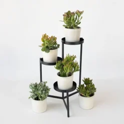 Jadeplant - Set van 2 - Crassula arborescens 'Curly' - Pot 12 cm