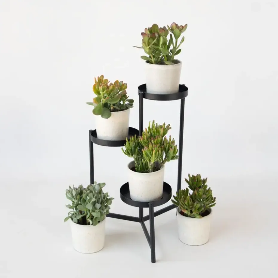 Jadeplant - Set van 2 - Crassula arborescens 'Curly' - Pot 12 cm